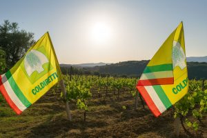 Vite-vigneto-Coldiretti-Calabria