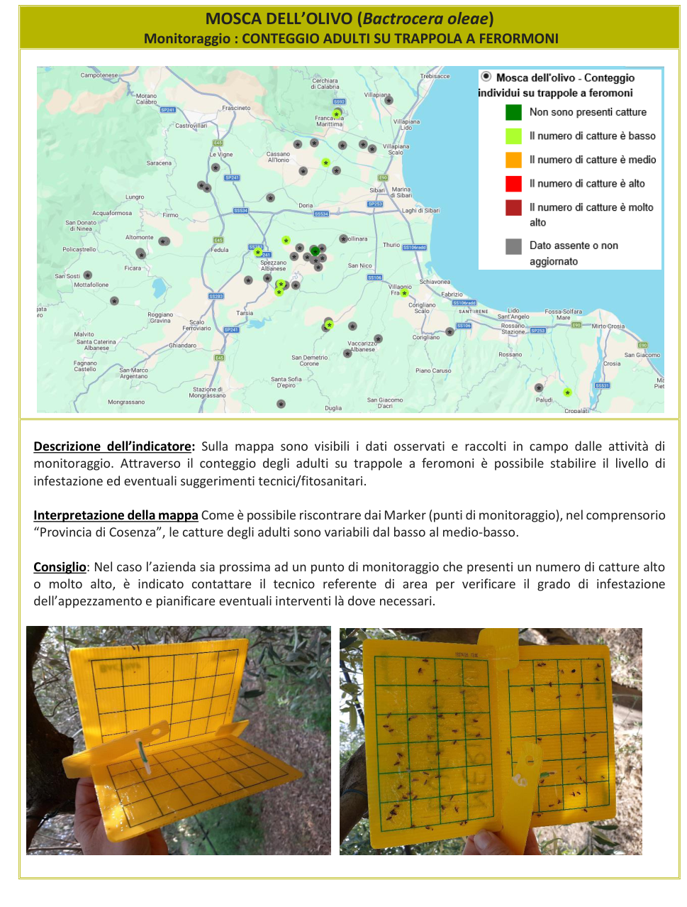 Mappa monitoraggio Mosca dell'olivo – Cosenza, bollettino N° 11 del 07/09/2026
